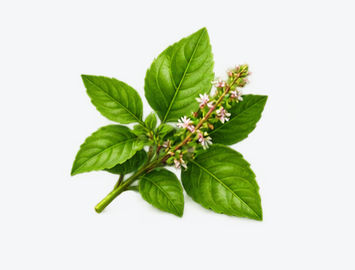 The Tulsi Leaves